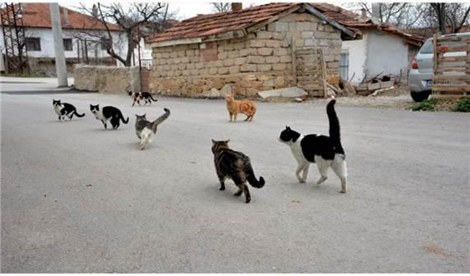 İmam: Kediler ezanı duyunca toplanmaya başlıyor