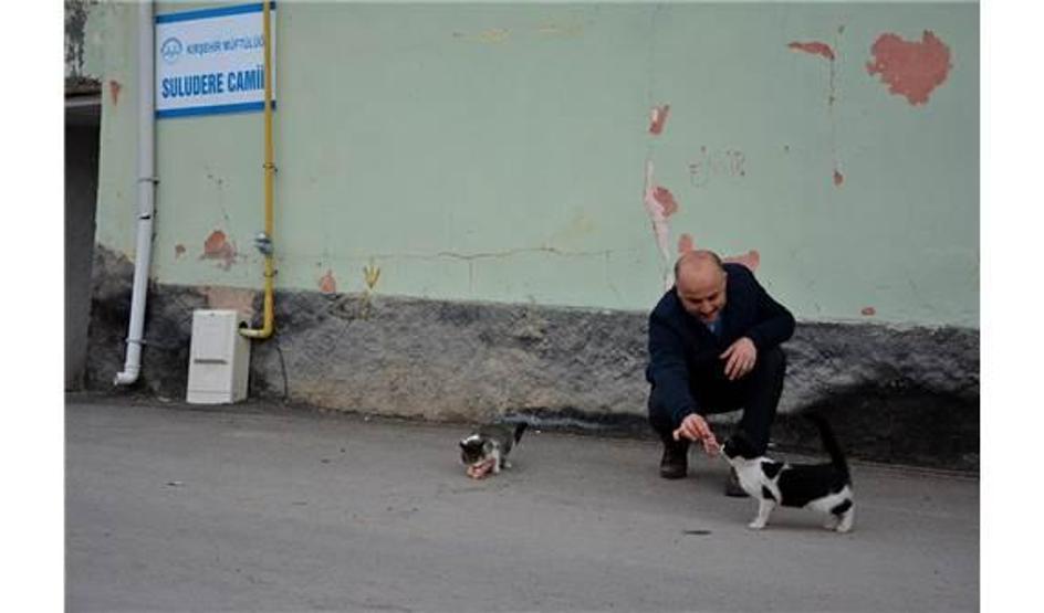 İmam: Kediler ezanı duyunca toplanmaya başlıyor