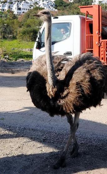 Bodrum yollarında görüldü: Görenler şaşırıyor