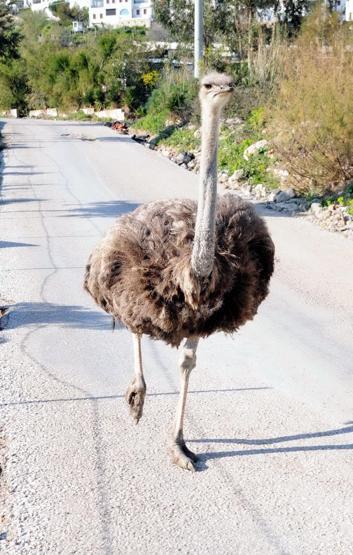 Bodrum yollarında görüldü: Görenler şaşırıyor