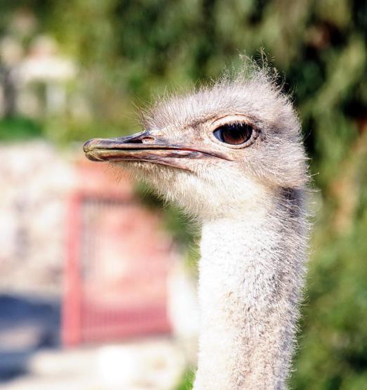 Bodrum yollarında görüldü: Görenler şaşırıyor