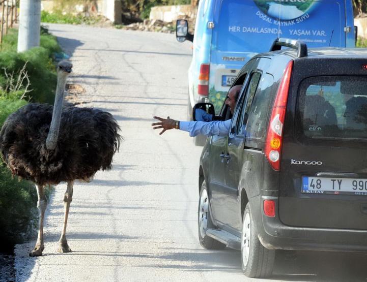 Bodrum yollarında görüldü: Görenler şaşırıyor