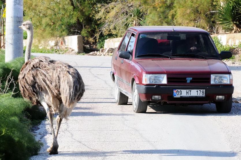 Bodrum yollarında görüldü: Görenler şaşırıyor