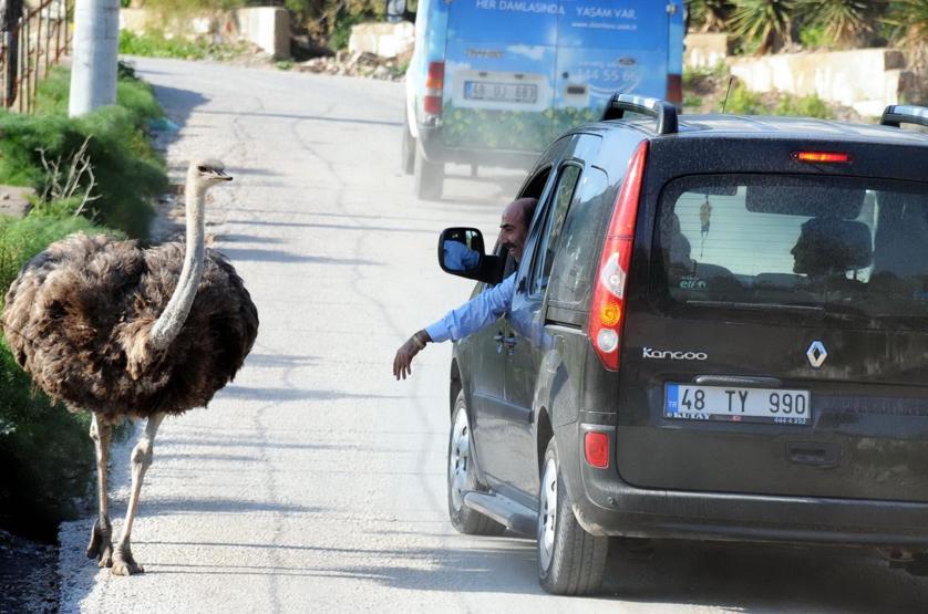 Bodrum yollarında görüldü: Görenler şaşırıyor