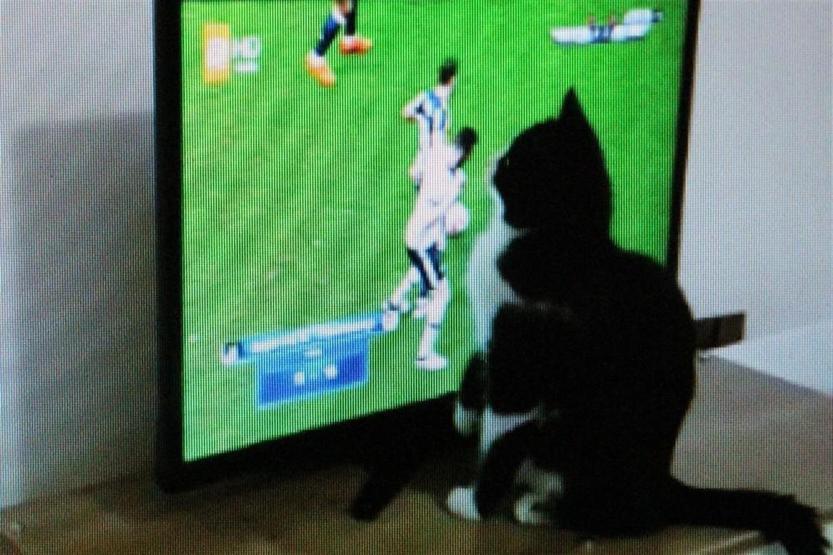 Fanatik kedi Feyyaz, Fenerbahçe-Beşiktaş derbisini böyle izledi