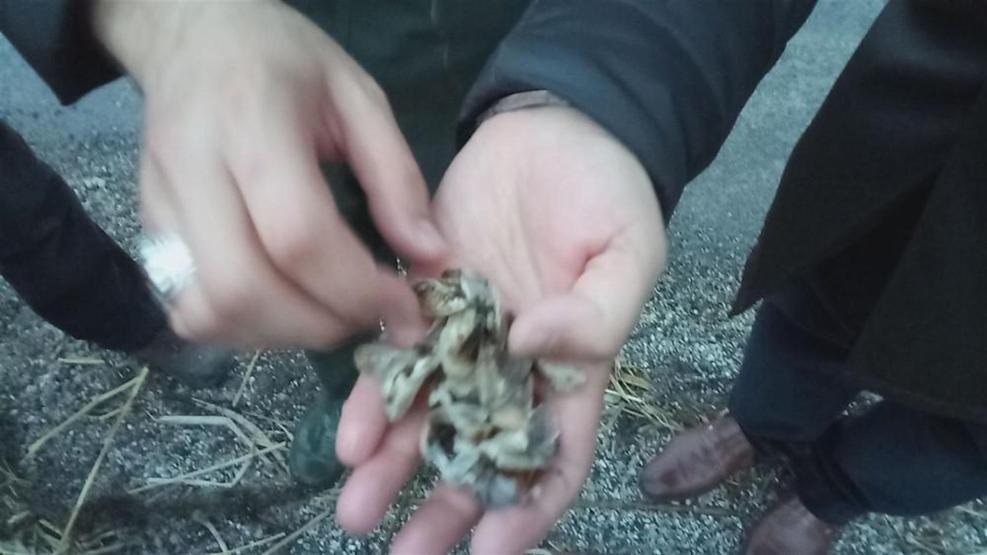 Van Gölü havzasında Zebra midye işgali tehlikesi: Aygır Gölüne yayıldılar