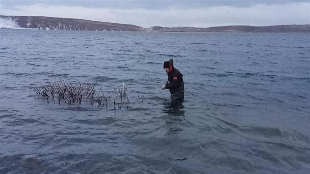 Van Gölü havzasında Zebra midye işgali tehlikesi: Aygır Gölüne yayıldılar