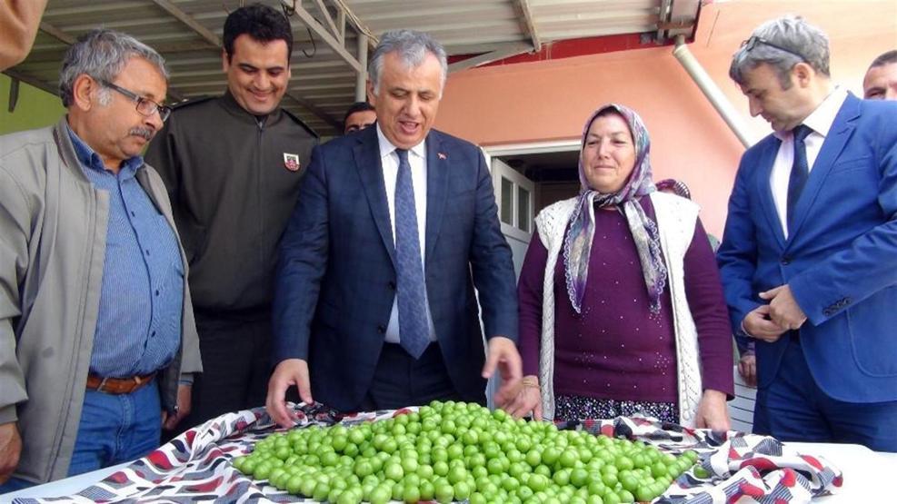 Erik hasadı başladı: İlk mahsul kilosu 150 TLden satıldı