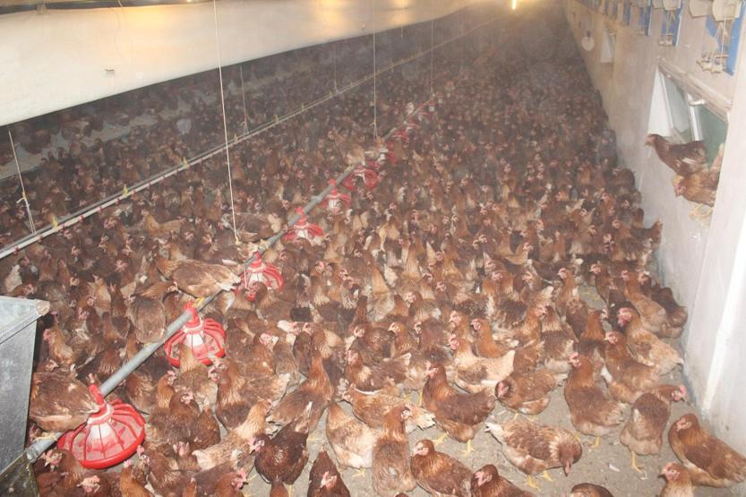Çiftlik Bankın Sakaryadaki tesisinde savcılık kararıyla arama