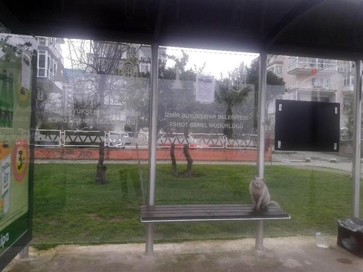 İzmirde durakta istenmeyen kedi viral oldu