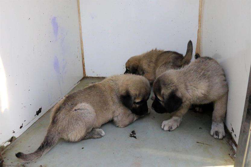 Yavrularıyla gezen köpeği pompalı tüfekle yaraladı