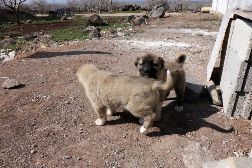 Yavrularıyla gezen köpeği pompalı tüfekle yaraladı