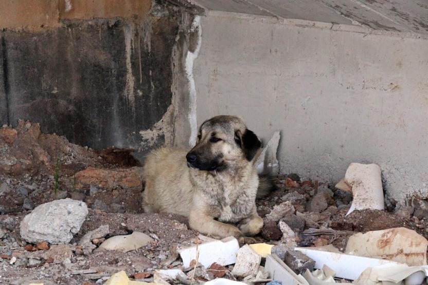 Yavrularıyla gezen köpeği pompalı tüfekle yaraladı