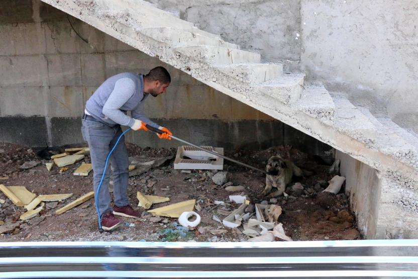 Yavrularıyla gezen köpeği pompalı tüfekle yaraladı