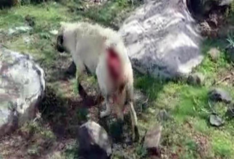 Yavrularıyla gezen köpeği pompalı tüfekle yaraladı