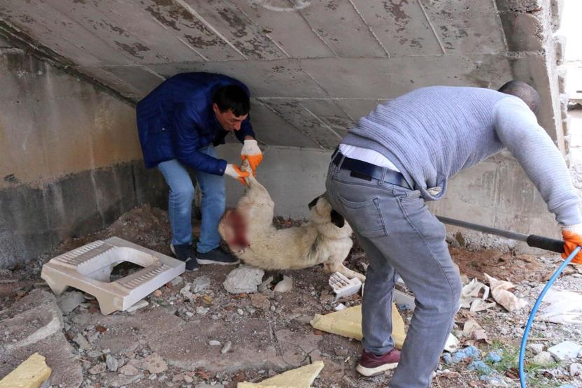 Yavrularıyla gezen köpeği pompalı tüfekle yaraladı