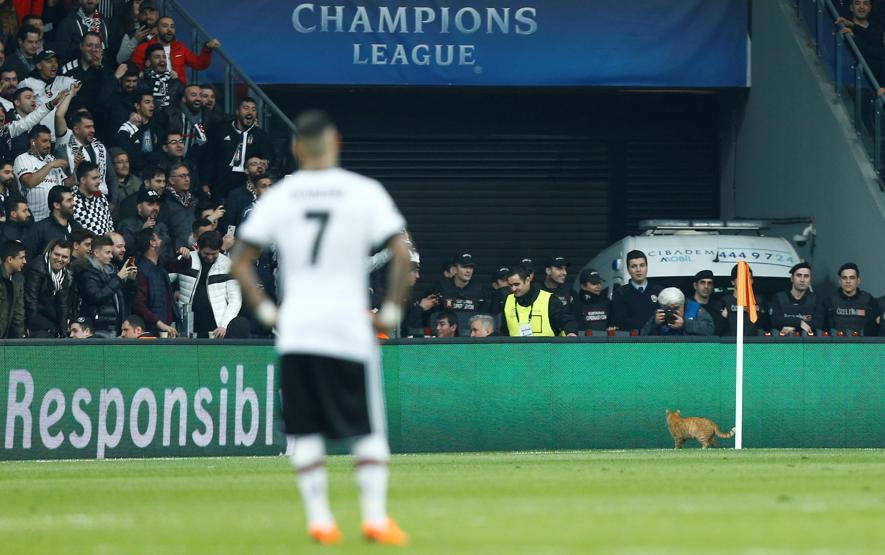 Beşiktaş - Bayern Münih maçında sahaya giren kedi geceye damgasını vurdu