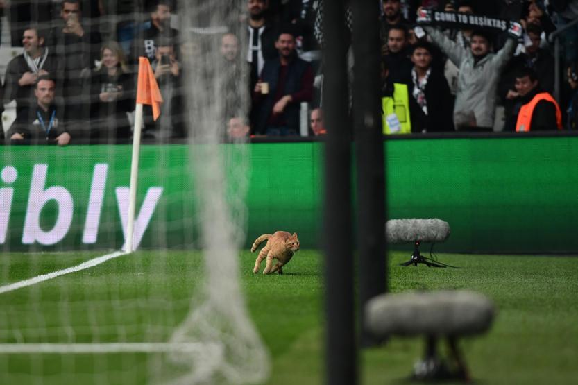 Beşiktaş - Bayern Münih maçında sahaya giren kedi geceye damgasını vurdu