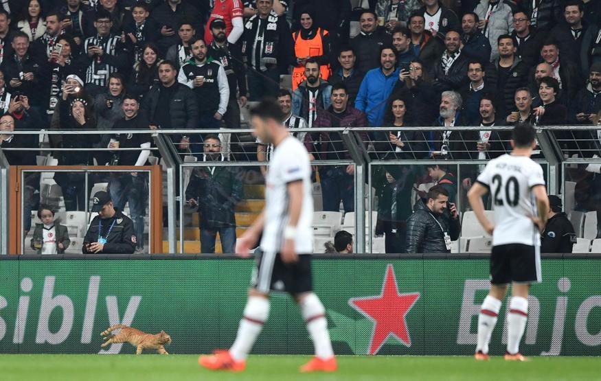 Beşiktaş - Bayern Münih maçında sahaya giren kedi geceye damgasını vurdu