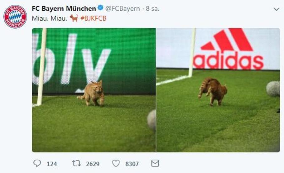Beşiktaş - Bayern Münih maçında sahaya giren kedi geceye damgasını vurdu