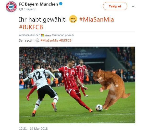 Beşiktaş - Bayern Münih maçında sahaya giren kedi geceye damgasını vurdu