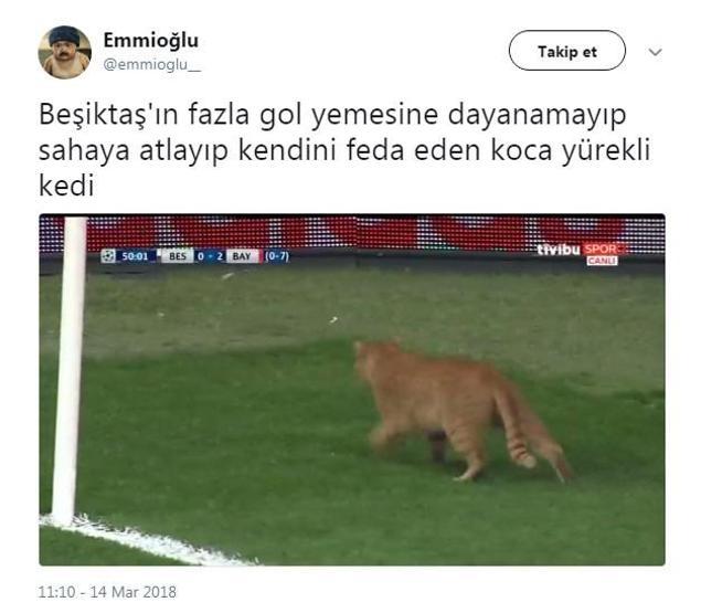 Beşiktaş - Bayern Münih maçında sahaya giren kedi geceye damgasını vurdu