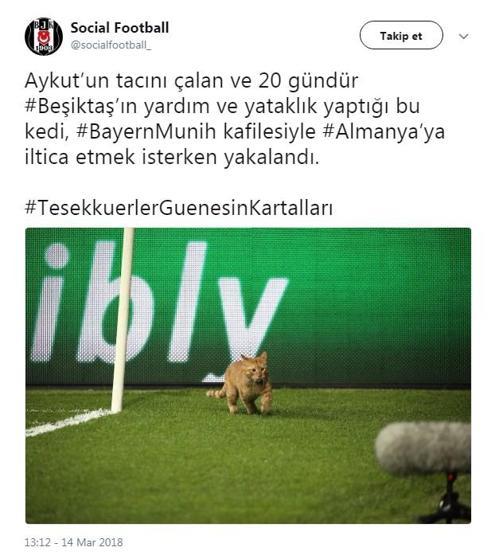 Beşiktaş - Bayern Münih maçında sahaya giren kedi geceye damgasını vurdu