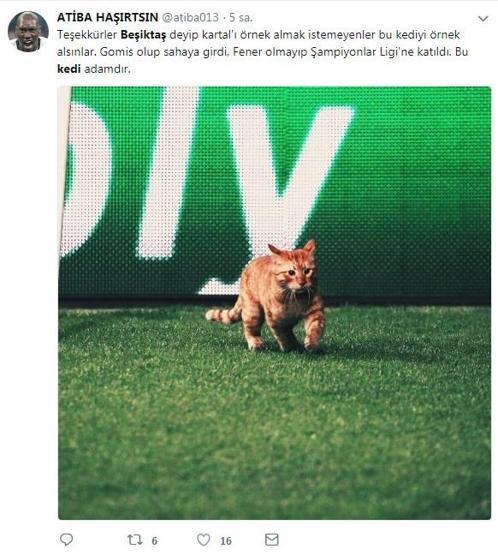 Beşiktaş - Bayern Münih maçında sahaya giren kedi geceye damgasını vurdu