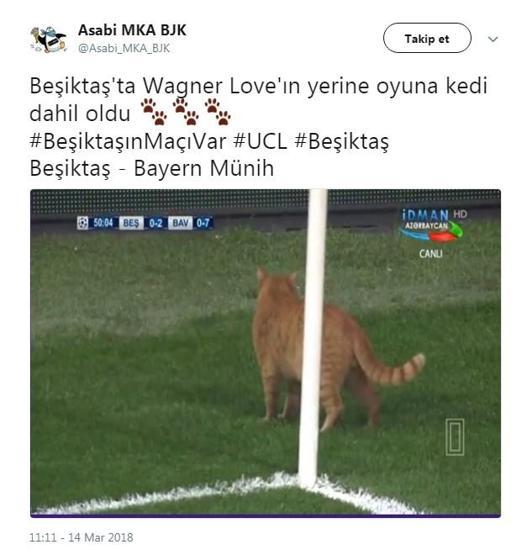 Beşiktaş - Bayern Münih maçında sahaya giren kedi geceye damgasını vurdu