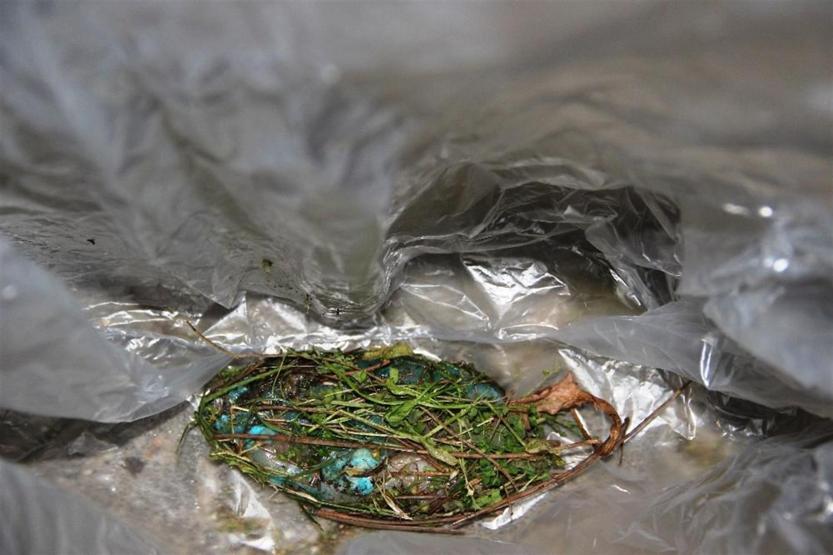 Bodrum’da köpek katliamı: Mavi tavukla zehirlediler