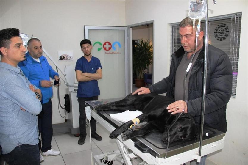Bodrum’da köpek katliamı: Mavi tavukla zehirlediler