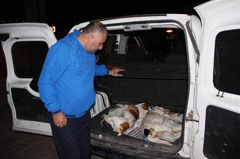Bodrum’da köpek katliamı: Mavi tavukla zehirlediler