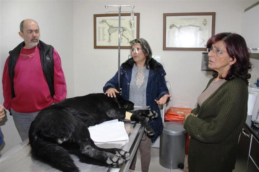 Bodrum’da köpek katliamı: Mavi tavukla zehirlediler