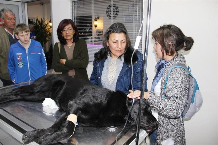 Bodrum’da köpek katliamı: Mavi tavukla zehirlediler