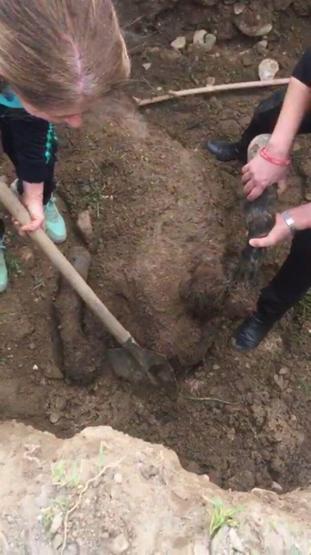 Belediyenin barınağında boğazı kesilerek öldürüldü