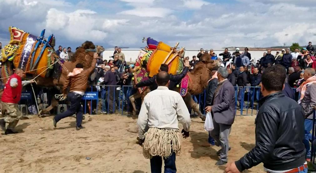 Manisadaki deve güreşlerinde korku dolu anlar