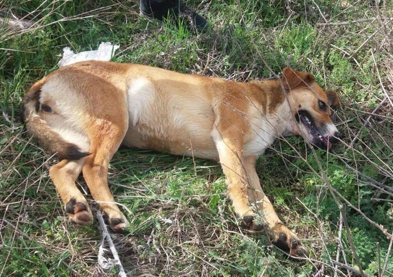 18 köpek tarım ilacıyla zehirlenmiş