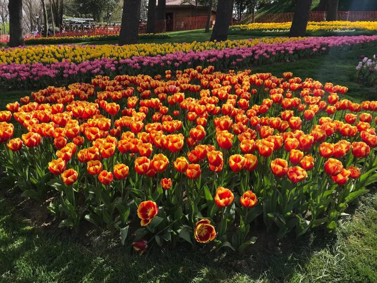 13. İstanbul Lale Festivali başladı