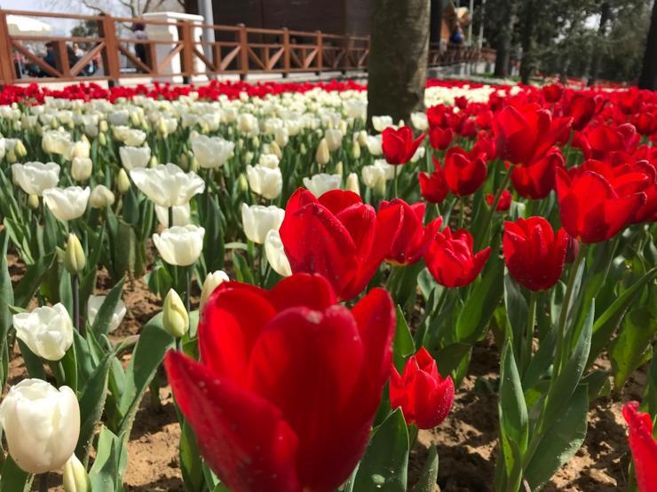 13. İstanbul Lale Festivali başladı