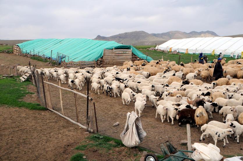 Tuncelide 6 bin lira maaşla çalışacak çoban bulunamıyor