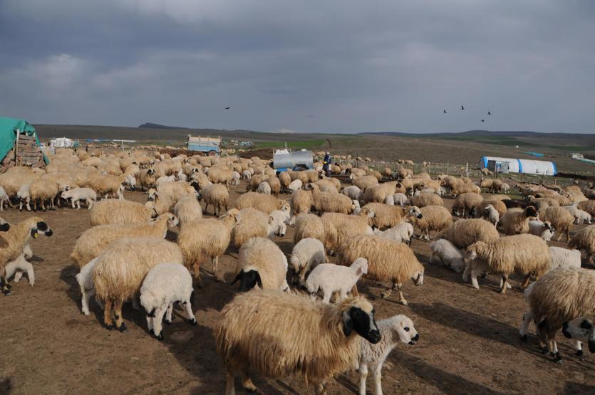 Tuncelide 6 bin lira maaşla çalışacak çoban bulunamıyor