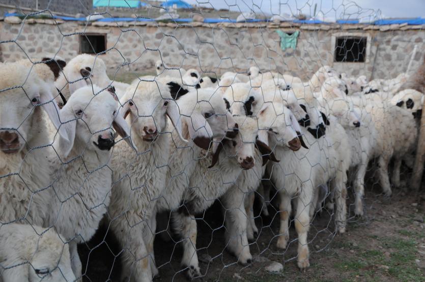 Tuncelide 6 bin lira maaşla çalışacak çoban bulunamıyor
