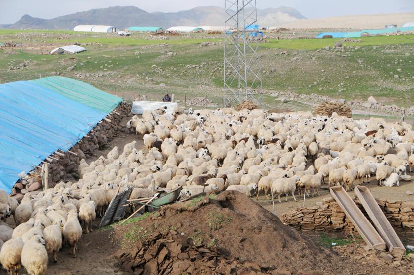 Tuncelide 6 bin lira maaşla çalışacak çoban bulunamıyor