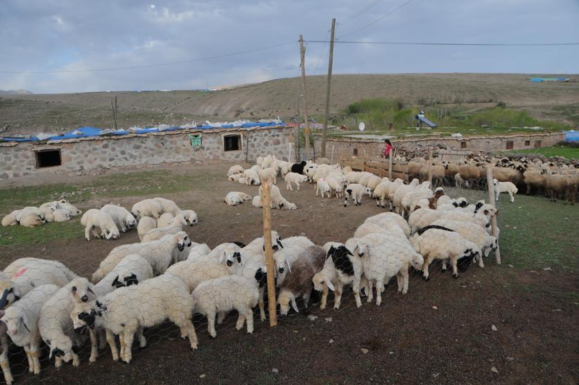 Tuncelide 6 bin lira maaşla çalışacak çoban bulunamıyor