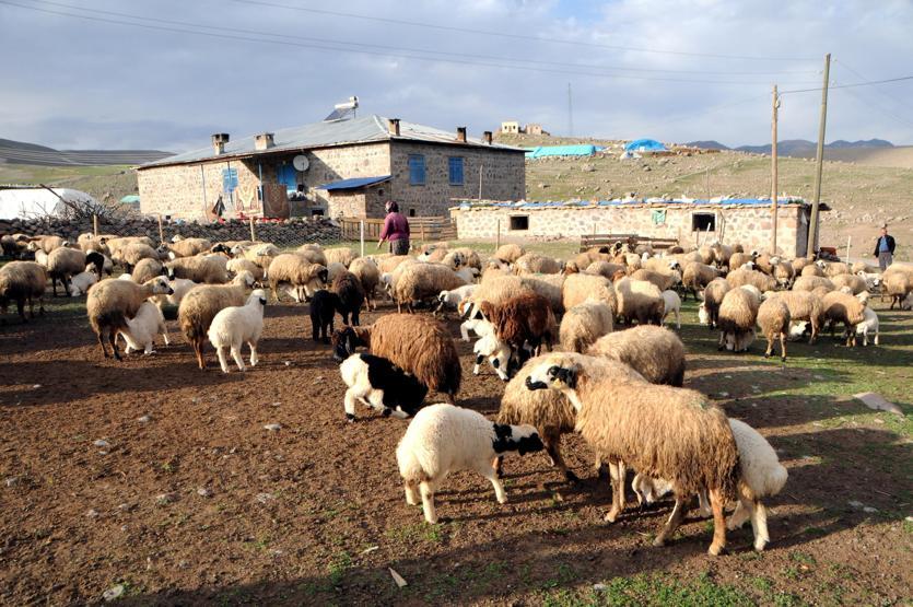 Tuncelide 6 bin lira maaşla çalışacak çoban bulunamıyor