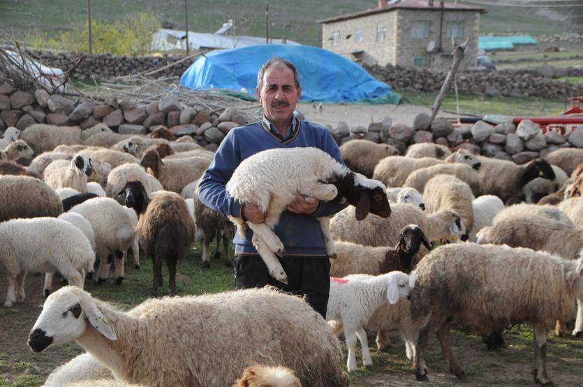 Tuncelide 6 bin lira maaşla çalışacak çoban bulunamıyor
