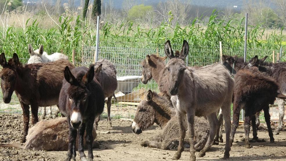 Litresi 100 TL Türkiye’nin dört bir yanına gönderiliyor