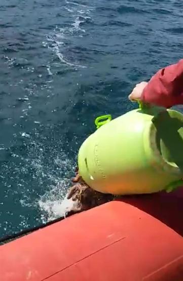 Urlada deniz patlıcanı operasyonu