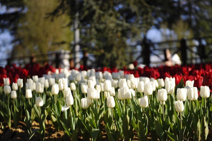 İstanbulda Lale Festivali başladı