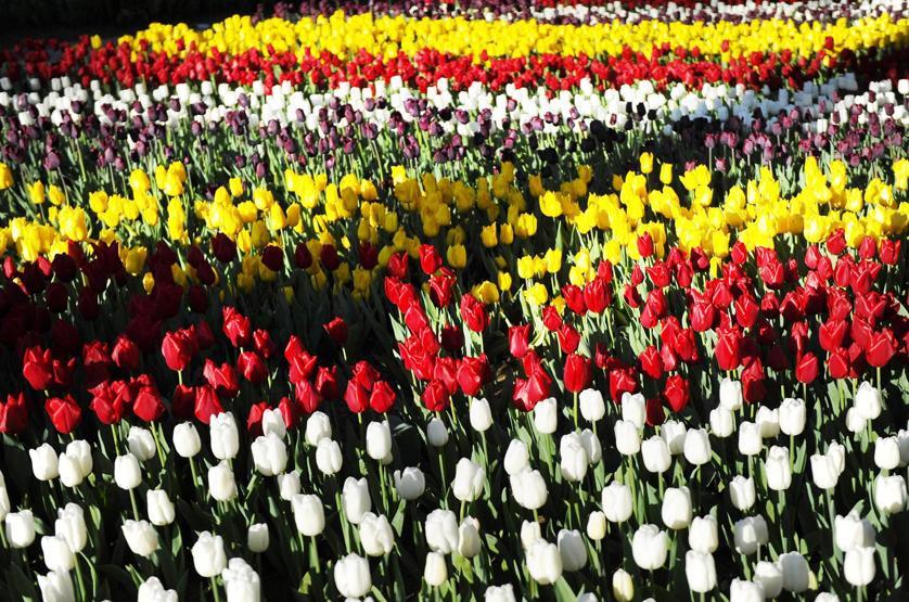 İstanbulda Lale Festivali başladı